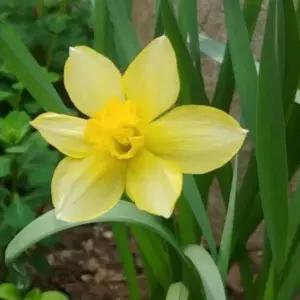 토종 수선화구근 10구 노랑 다년생 꽃모종 야생화 봄꽃B05