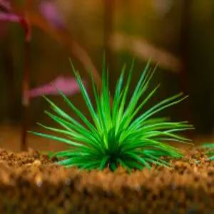소곡정(1뿌리) 전경수초 어항수초 유경수초 구피 새우 은신처