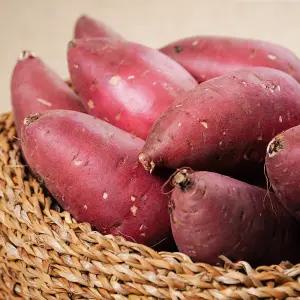 특허받은 논산 무농약 호밤고구마 맛있는 꿀 황금고구마 한입세척고구마