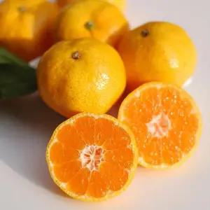 제주 비가림 감 귤 4.5kg 33-42과 대과 고당도감귤 제주 비가림귤 제주 하우스 감 귤