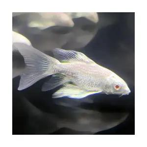 [주니멀열대어][비단잉어] 알비노 플래티넘 버터플라이코이 8cm내외관상어