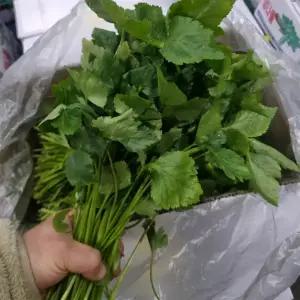 국내산 참나물 2kg