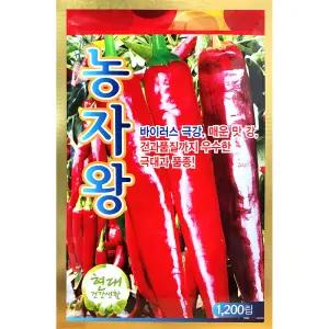 농자왕 1200립 26년 고추씨앗