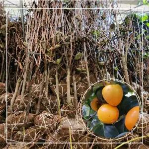 서울농원묘목/월하감 월하시 감나무 5년생 결실주 분묘 홍시감 묘목