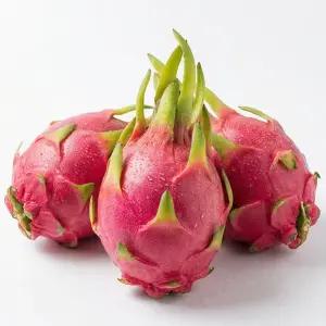 베트남 신선한 생과 용과 (적용과) 5kg(9~10과) Dragon fruit vetnam