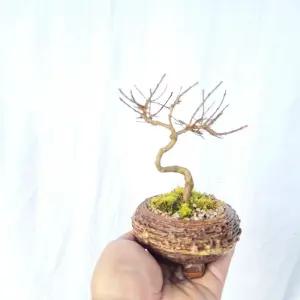 소품 배롱나무 초미니 분재 화분 백일홍 꽃나무 키우기 반려식물 묘목