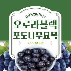 서울농원묘목/오로라블랙 흑포도 삽목1년생 묘목 신품종 거봉 포도나무
