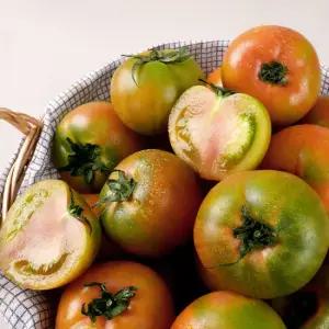 달콤하고 짭짤한 제철토마토 부산 대저토마토 1kg 2.5kg 일반 특품)