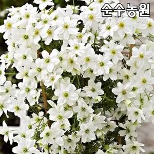 클레마티스 모종, 아발란체 10cm사각화분 1개/큰꽃으아리/덩굴식물