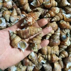 동해안 자숙 살고동 1kg 활 골뱅이