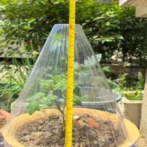 식물 보호 덮개 보온 모종 캡 초대형 방충 꼬깔 텃밭