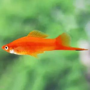 열대어 레드 소드테일 1마리