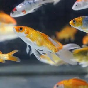 버터플라이 코이 10수