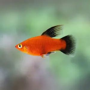 열대어 하이핀 플래티 레드 왁 1마리