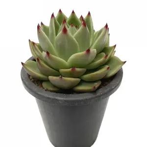 베하몰 실내 화초 블루드레곤 랜덤발송 15cm