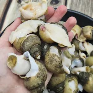 국내산 동해 활 골뱅이 흑고동 1kg(70미내외) 2kg 동해안 흑골뱅이 생물