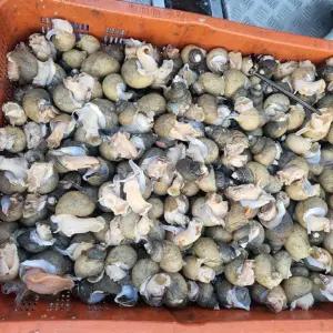 동해 활 골뱅이 흑고동 1kg(70미 내외)