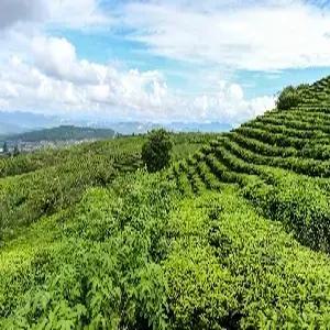 [청주출발] 나트랑/달랏 6일 #그린테라피 #나트랑5성호텔UP #나트랑오션뷰 #체험가득 #바구니배 #다도체험 #달랏차밭 #와이너리 #달랏야경투어 #3가지 간식+음료 #달랏핵심관광