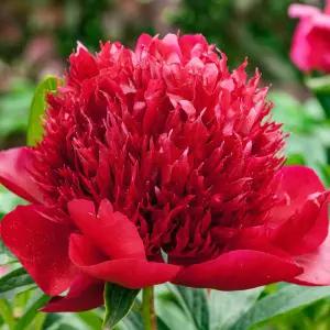 친구식물 작약 숙근 구근 27번 레드참 봄꽃 개화주