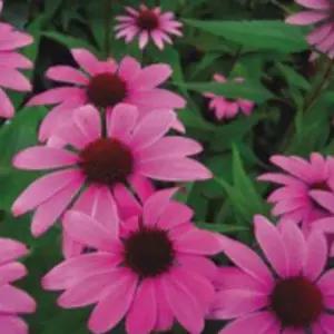 꽃씨앗 정원 야생화 꽃씨 종자 자색루드베키아 100립 다년생식물