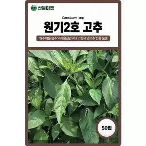 원기2호 고추 씨앗 50립 잎고추 전용 AGI 고함유 잎이 큰 다수확 품종 종자