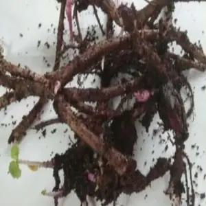 머위모종 2년차 종근 20개 dg263