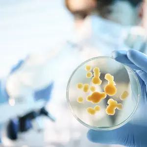 호환 4개의 두꺼운 시계 유리 높은 투명도의 실험실 유리제품 비커 커버 증발 접시 및 용기 용