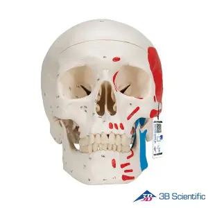 [종로의료기]3B Scientific 인체모형 두개골모형 A23 숫자표시 채색 3분리