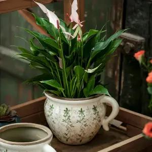 엔틱 화분 컵 머그 도자기 토분 인테리어 팟 유럽 유약 그린 윌로우 중형 세라믹 배수구 있음