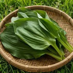 연하고 부드러운 생채 울릉도 명이나물 2kg