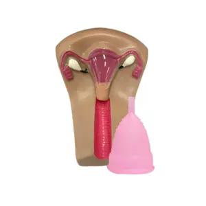 자궁모형 생리컵 SET / 성교육 인체모형 해부도 SY