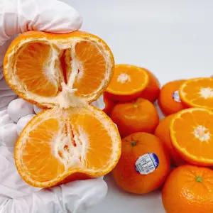 담은농가 만다린 미국산 귤 1kg / 고당도 캘리포니아 썬키스트 큐티 감귤