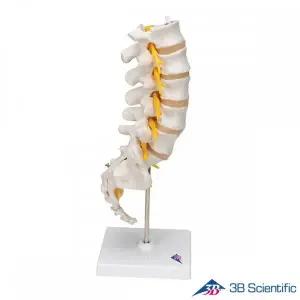 [종로의료기]3B Scientific 인체모형 골격모형 A74 요추 5파트 Lumbar Spinal Column