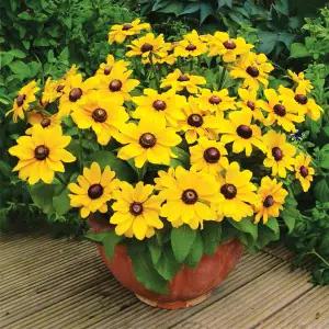 어린모종 루드베키아 토토 골드(미니종) 8cm분