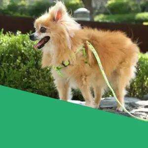 강아지 하네스 세트 리드줄 가슴줄 산책줄 그린 1.2M