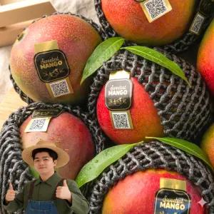 천유작 페루산 17brix 이상 고당도 애플망고 4kg