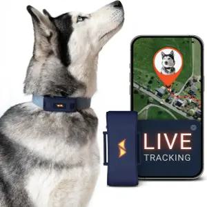 PAZ GPS 개 추적기 - 4G 실시간 추적 및 도주 경고 방수 장거리 스마트 앱 모니터 활동 모든 칼라 미니