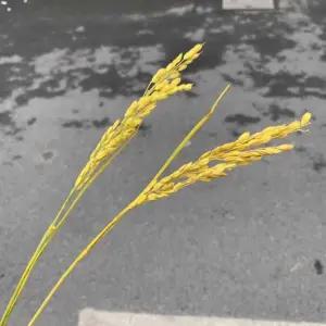 조화벼 이삭 촬영 소품 장식 벼이삭 장식소품 교회 무대 인테리어