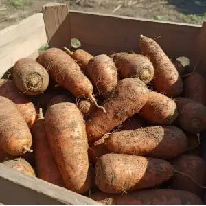 국내산 당근 산지수확 10kg(왕특/실중량) 실속형