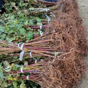 산딸기나무 산딸기묘목