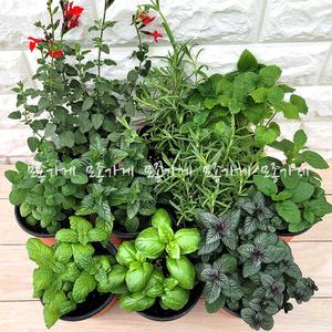 [장미농원]허브모음 애플 초코 스피아 민트 로즈마리 레몬밤 라벤더 고수 루꼴라 바질 /
