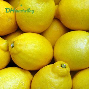 미국산 칠레산 정품 팬시 레몬 20과 (2개사면 5입 추가)