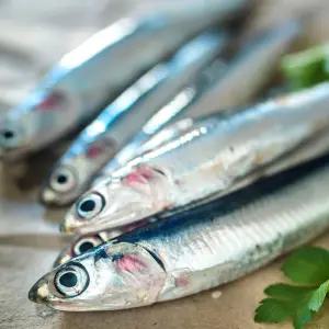 남해 쌈밥 조림용 손질 멸치 1kg 2026년도 제철 햇멸치 생멸치