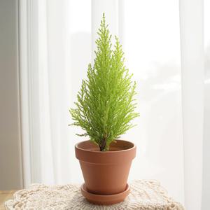 갑조네 율마(소품)