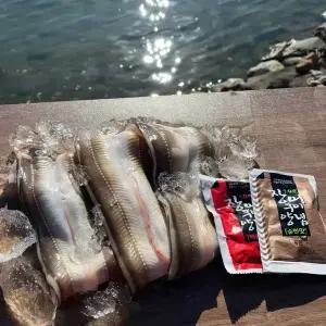 남해안 자연산 붕장어 1kg 2-4미 손질 후 550g 내외 바다장어 생물 신선 남해안 통영 영양만점 몸보신 구이 손질 소스포함