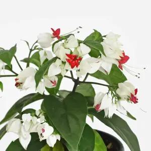 클레로 덴드론 덴드롱 소형 야생화 꽃모종 인테리어 관엽식물