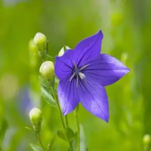 도라지(혼합) 야생화 씨앗 꽃씨 종자 1kg