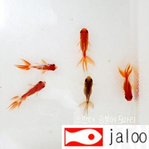 생먹이 자루 오란다 금붕어 5마리
