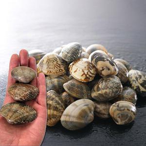 큼직한사이즈 국산 왕바지락 남해 바지락 1kg 2kg