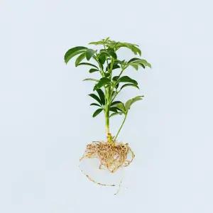 홍콩야자 세척 모종 소형 수경재배식물 키우기쉬운 인테리어 공기정화식물